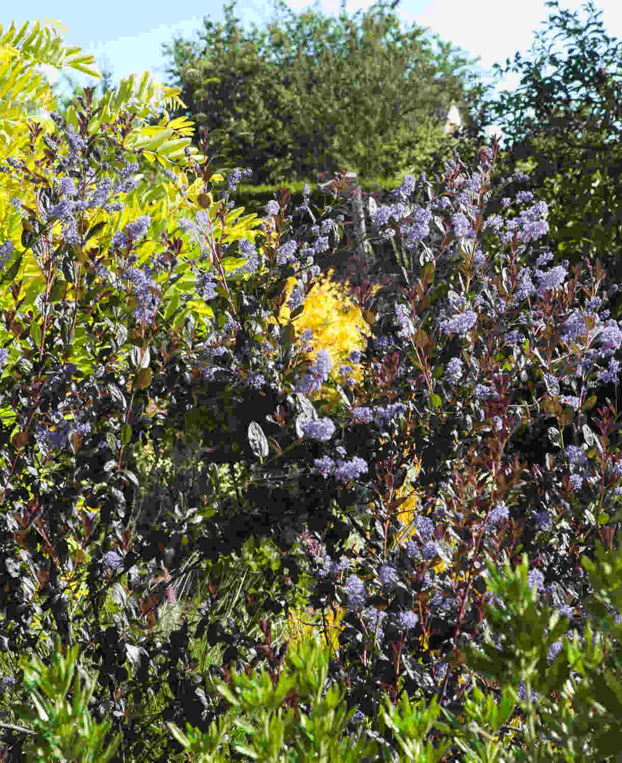 Ceanothus Tuxedo - Chocolate Leaf Californian Lilac - 9cm pot | 3 x 9cm | Blue
