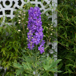 Delphinium 'delgenius Breezin' Compact Purple Perennial | 1 x 2L | Purple