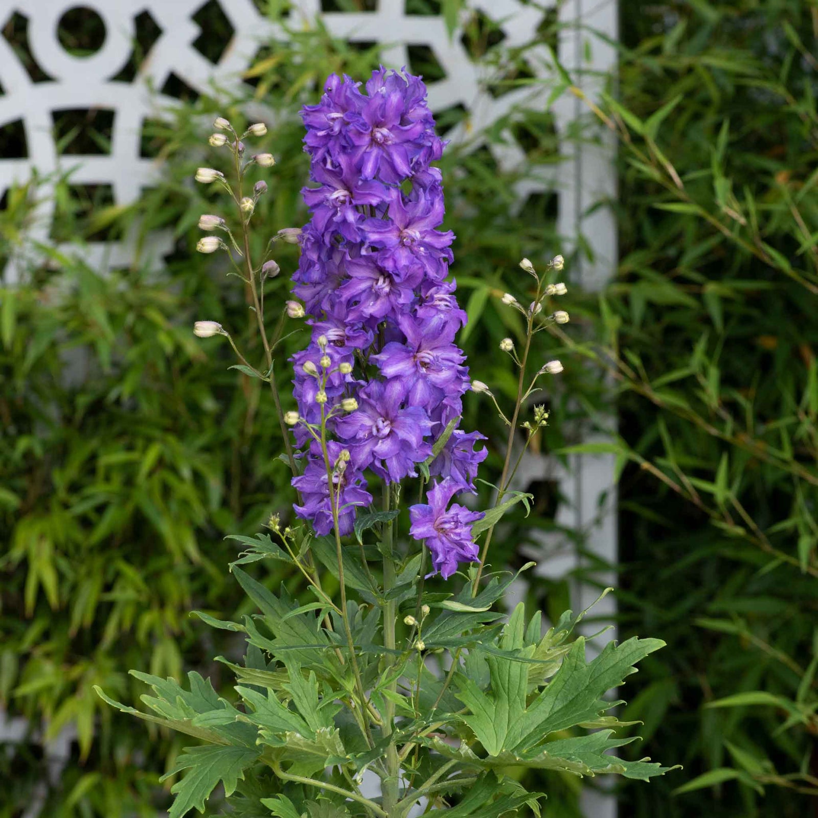 Delphinium 'delgenius Breezin' Compact Purple Perennial | 1 x 2L | Purple
