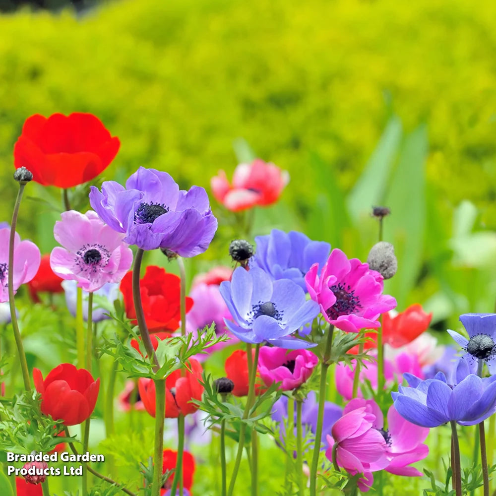 Anemone Coronaria 'de Caen' Mixed Bulbs | 40 x Bulbs