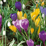 Marshalls Garden Crocus Corms Large Flowering Mix