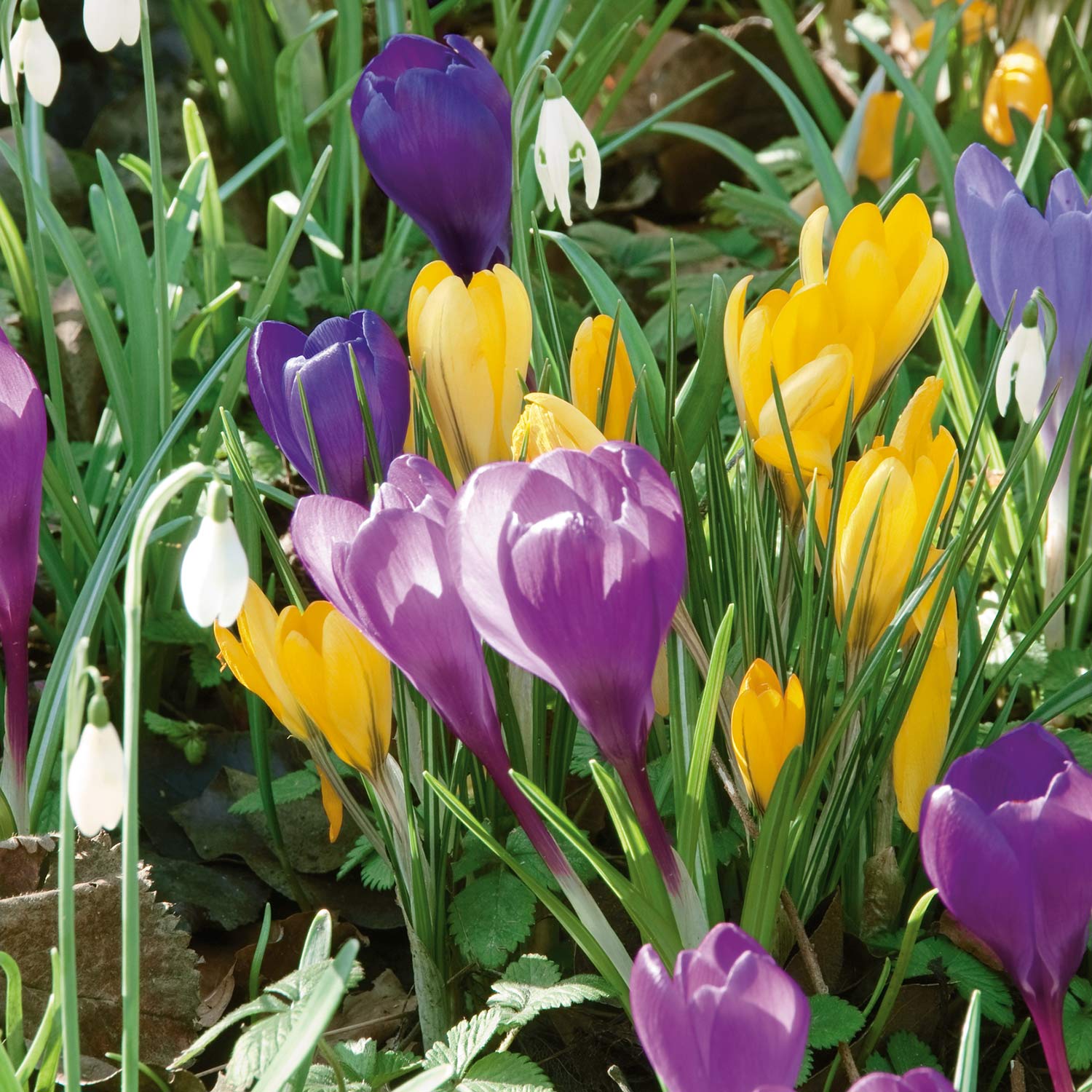 Marshalls Garden Crocus Corms Large Flowering Mix