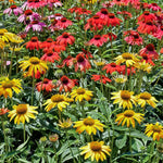 Echinacea 'cheyenne Spirit' - Hardy Perennial Coneflower | 2L | Multi