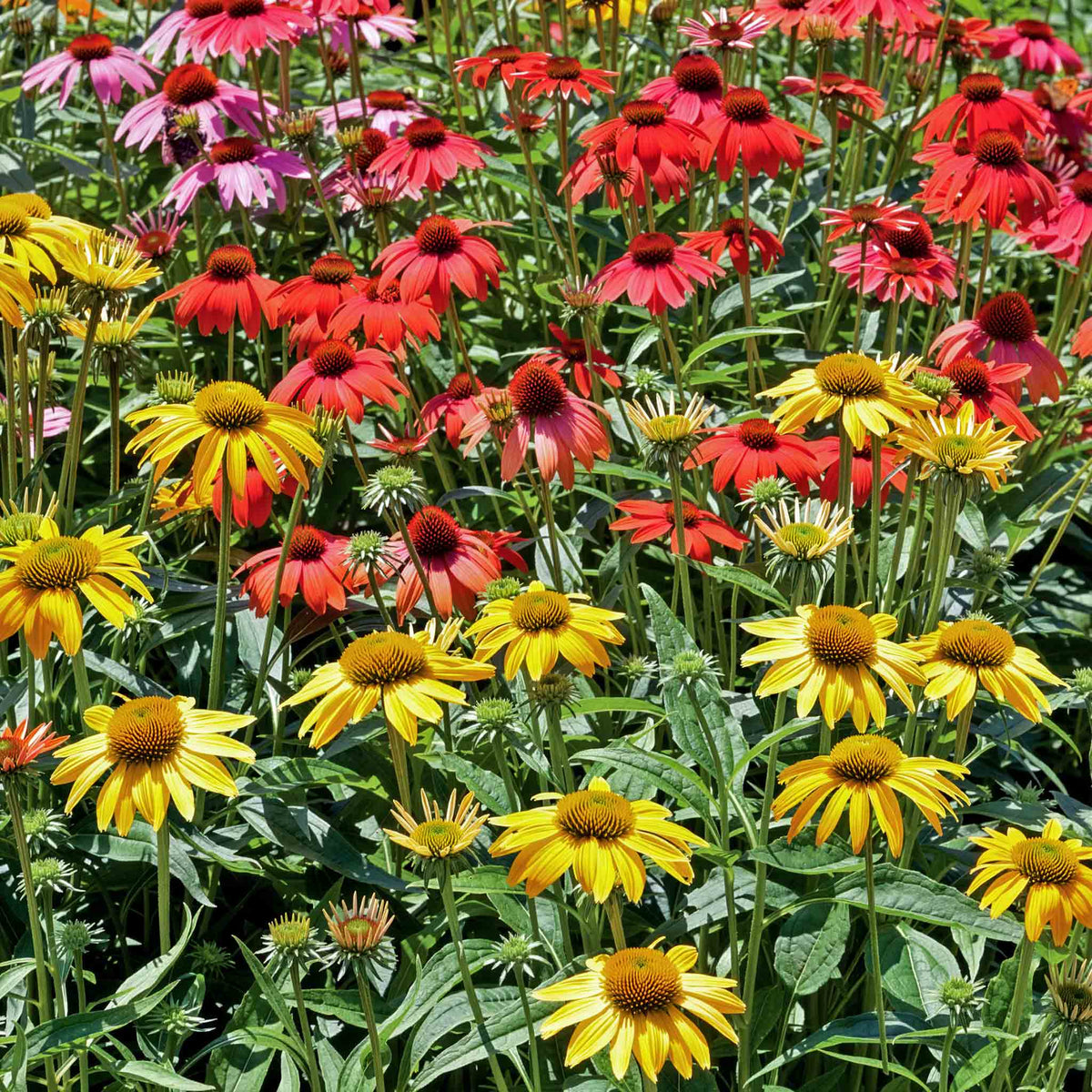 Echinacea 'cheyenne Spirit' - Hardy Perennial Coneflower | 2L | Multi