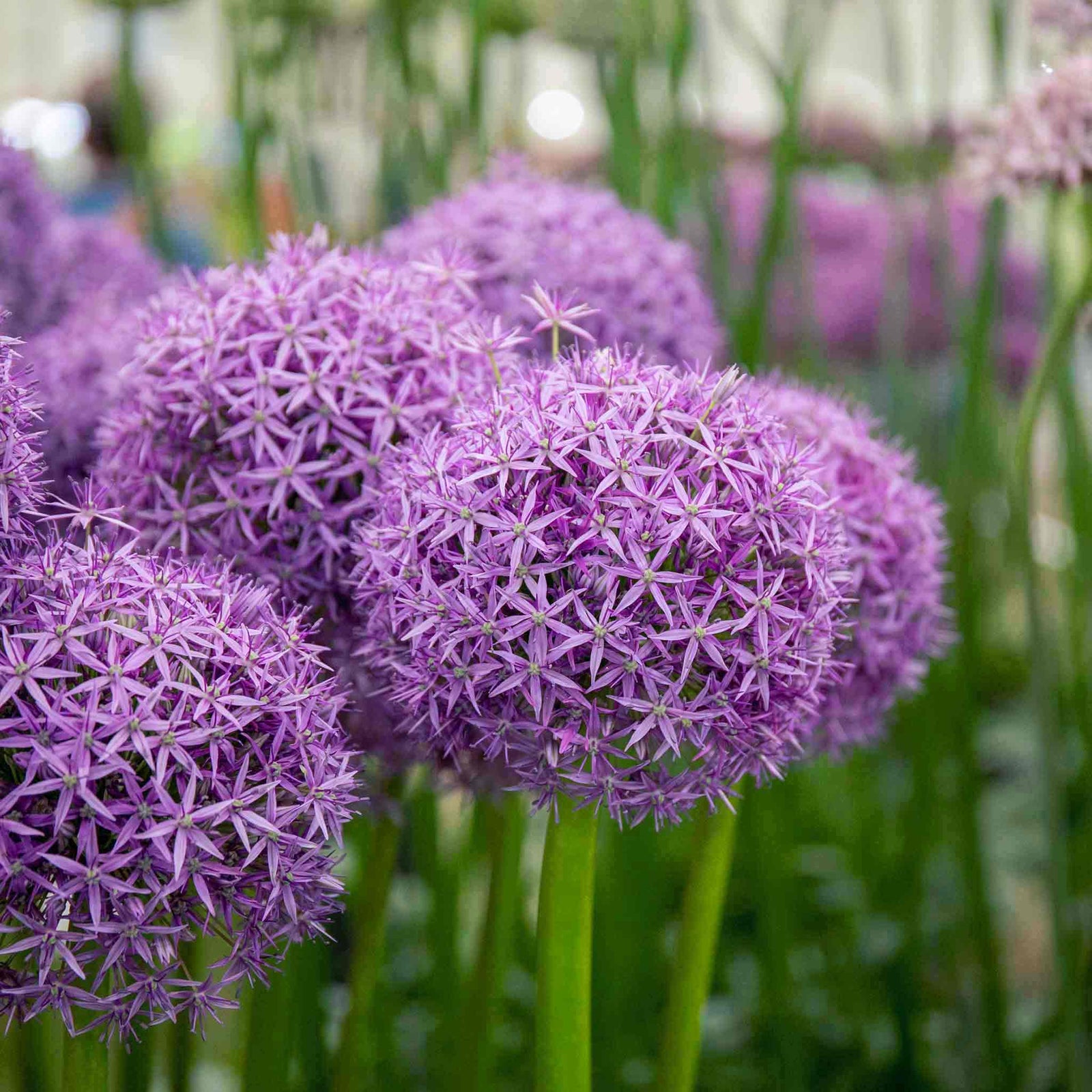 Allium 'globemaster' - Large Purple Globe Flowers | 3 x Bulbs | Purple