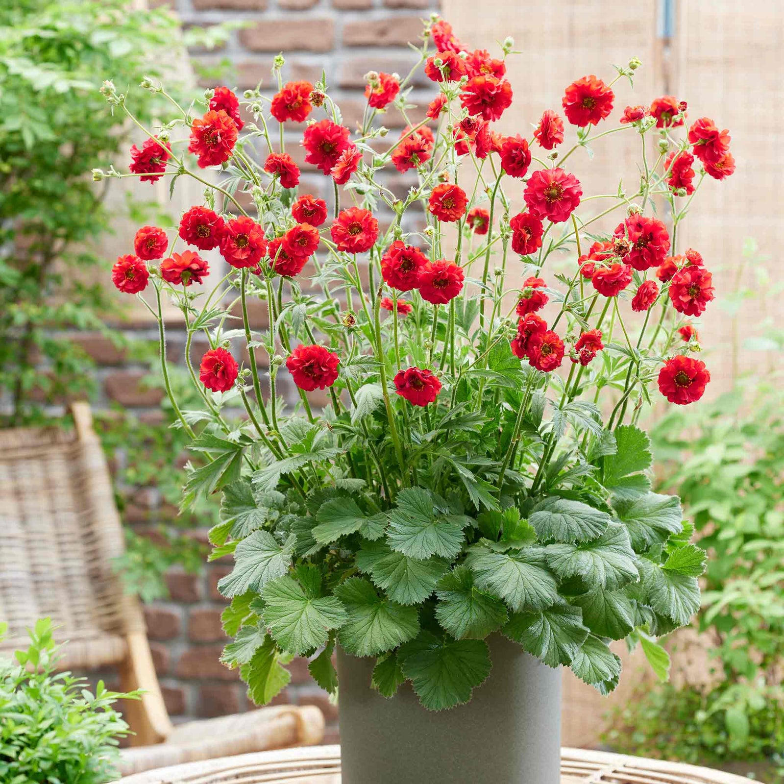Geum 'firestarter' – Red Scented Perennial, 50 Cm | 6 x Jumbo Plugs | Red