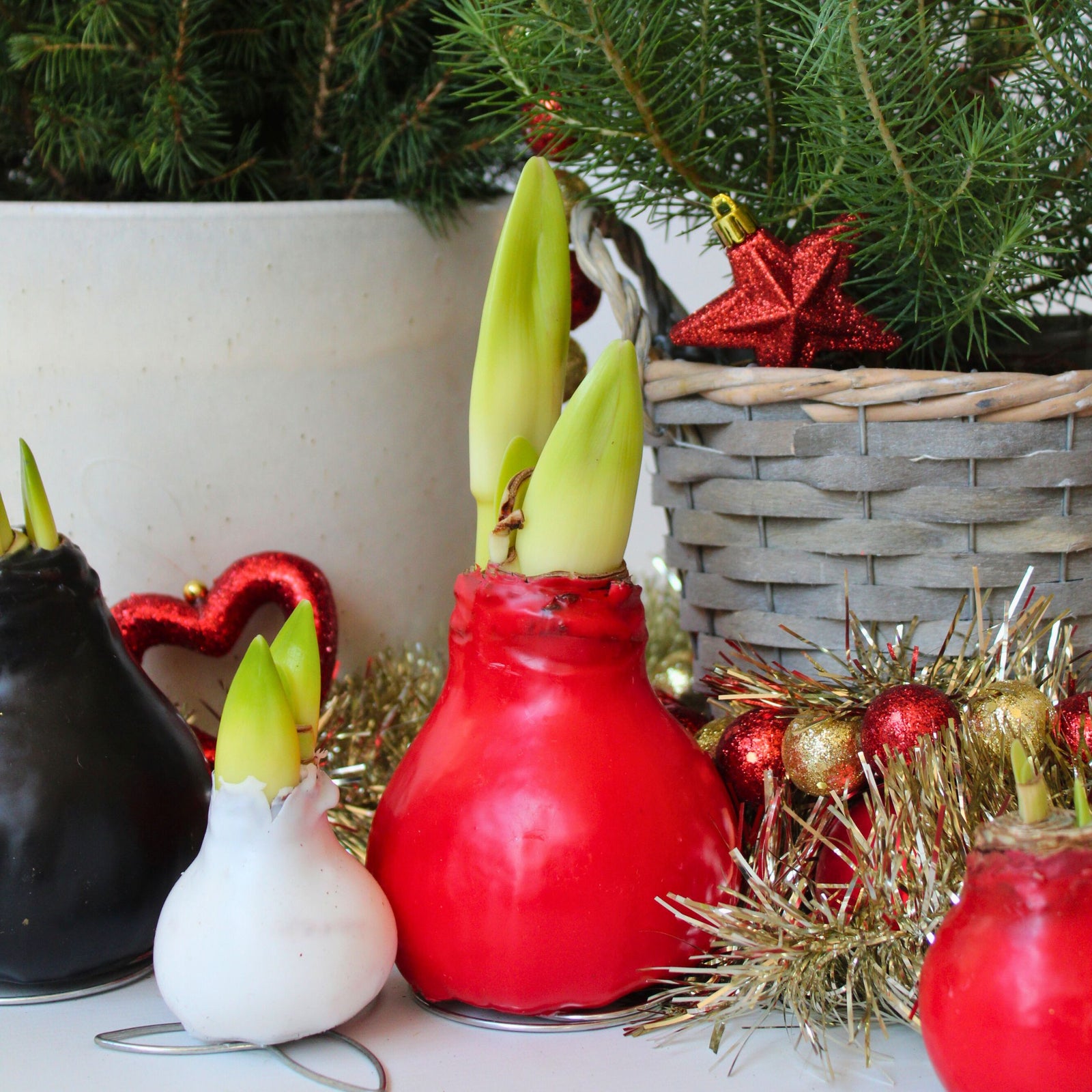 Amaryllis - Hippeastrum 'wax Mix Red White' - Flower Bulb - Red