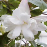 Hayloft ‘dazzling Fuchsia Double Collection’ - plug plants