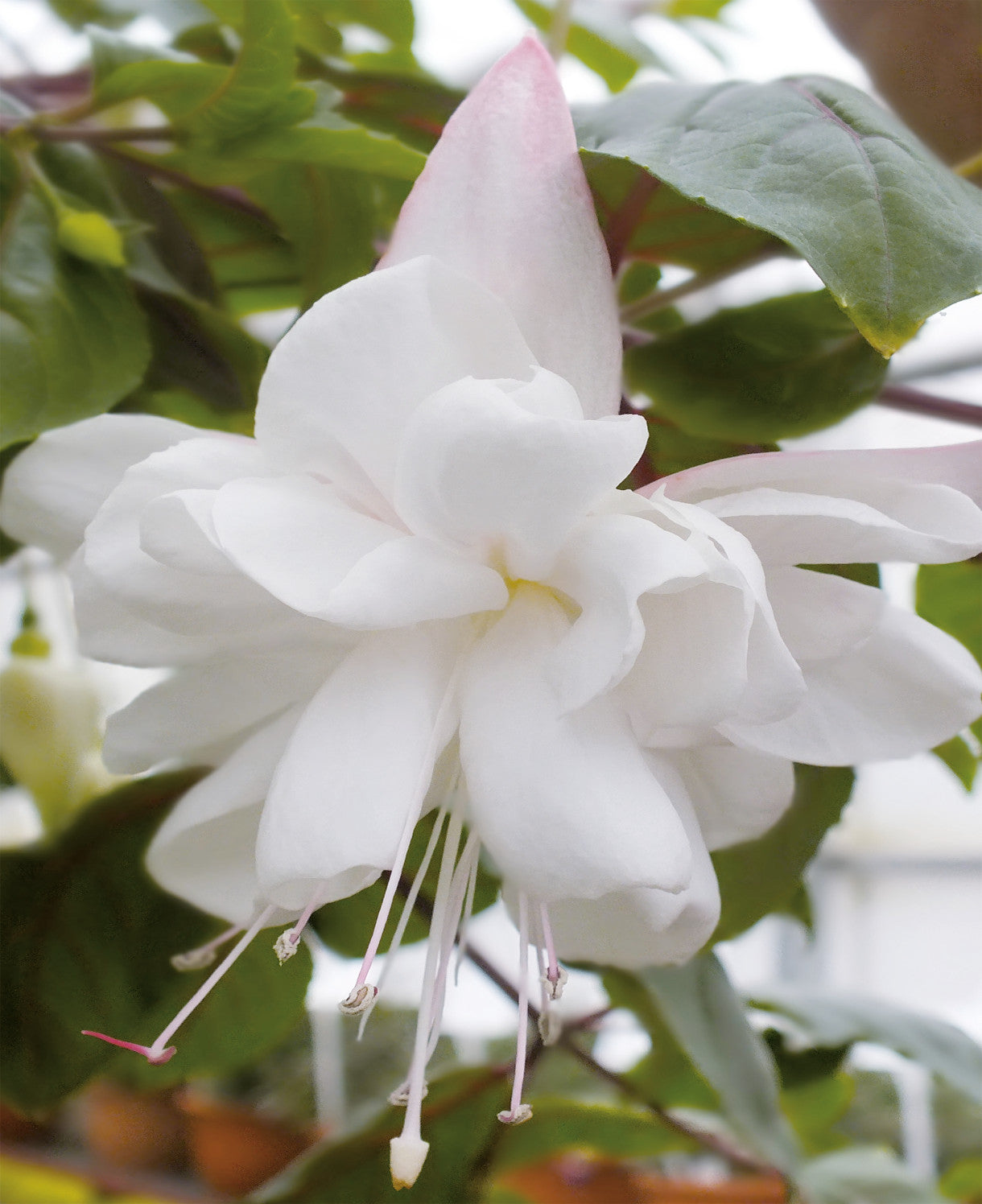 Hayloft ‘dazzling Fuchsia Double Collection’ - plug plants