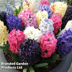 Thompson & Morgan Hyacinth Breeders Selection - 16 Bulbs