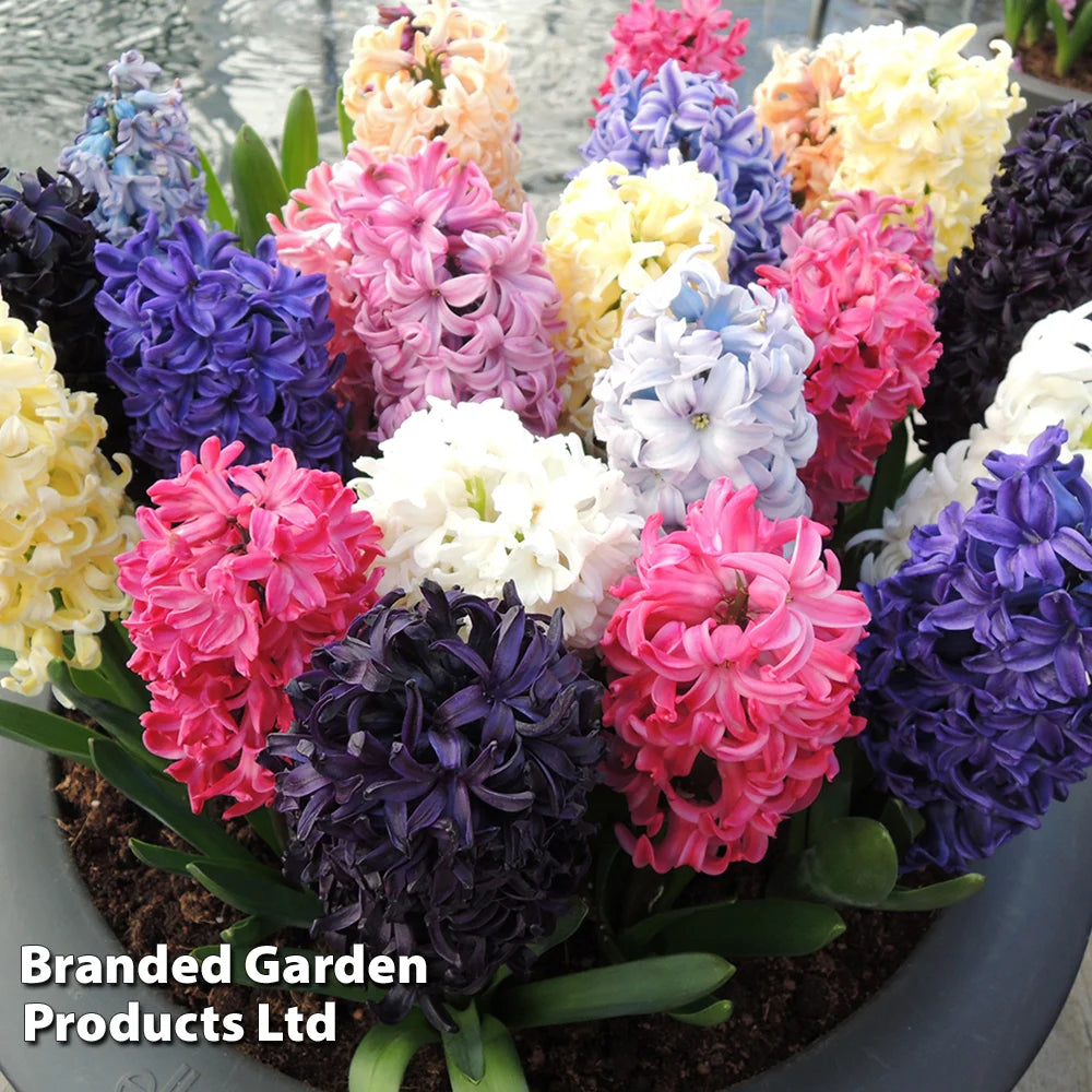 Thompson & Morgan Hyacinth Breeders Selection - 16 Bulbs