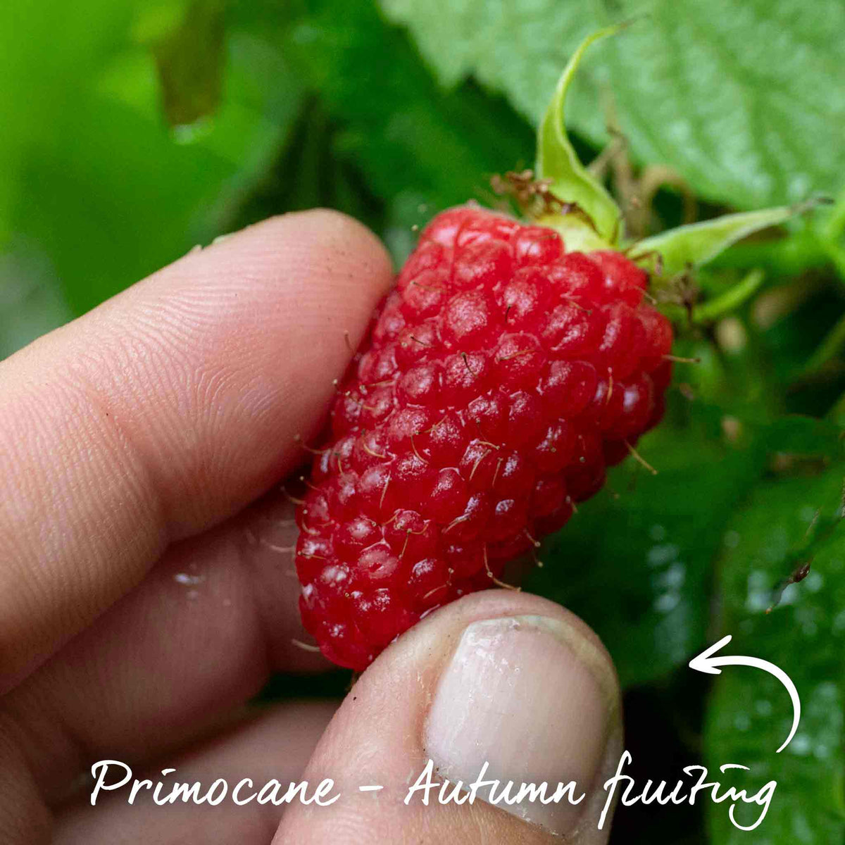 Primocane Raspberry Collection — Rhs Award Winners (6 Canes) | Set of 15