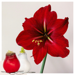 Amaryllis - Hippeastrum 'wax Mix Red White' - Flower Bulb - Red