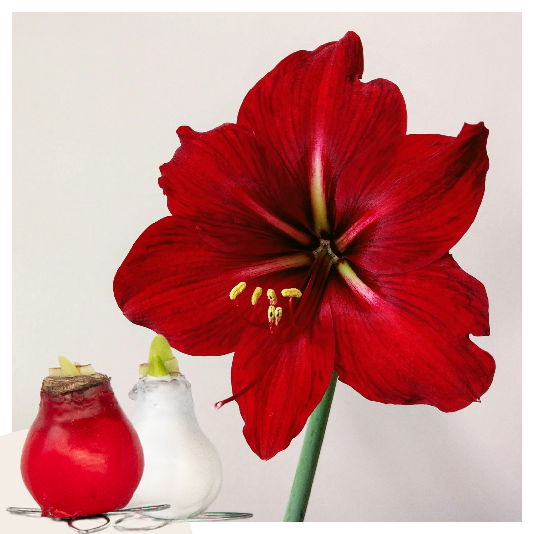 Amaryllis - Hippeastrum 'wax Mix Red White' - Flower Bulb - Red
