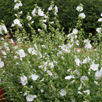 Lavatera 'marshmallow White Ice' | 1 x 9cm | White
