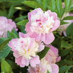 Paeonia 'sorbet', Fragrant Double Pink & White Peony | 1 x 2L | Multi