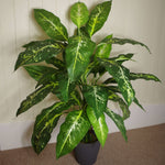 Artificial 100cm Large Fox's Aglaonema Tree Plant