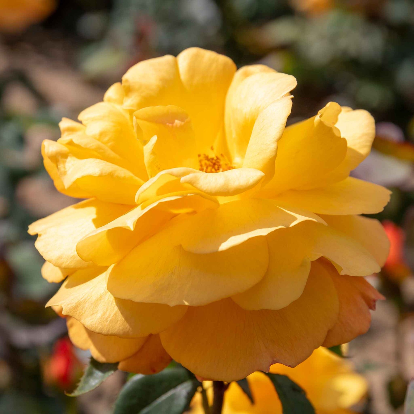 Rose 'golden Delicious' — Deep Yellow Citrus-scented Hybrid Tea | 1 x Bare Root | Yellow