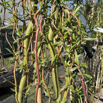 Salix Golden Curls Twisted Willow Tree 5-6ft Tall Supplied In A 7.5 Litre Pot