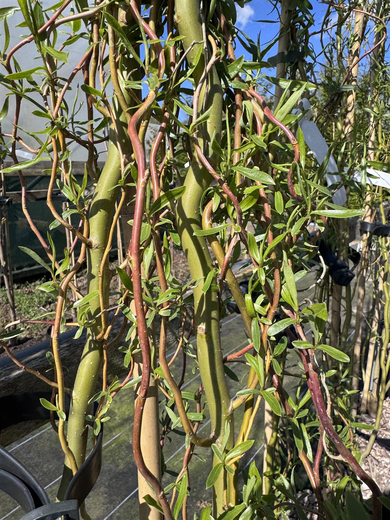 Salix Golden Curls Twisted Willow Tree 5-6ft Tall Supplied In A 7.5 Litre Pot