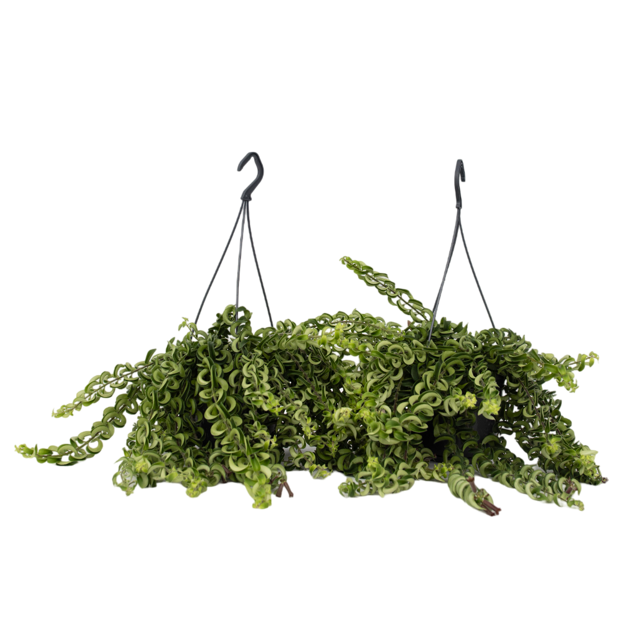 Lipstick Plant - 2 Pcs. - Aeschynanthus Pulcher - Height 20-30cm - ⌀15cm | Set of 2 | Red