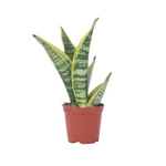 Snake Plant - Sanseviera Trifasciata 'futura Superba' - Height 35-40cm - ⌀12cm | Set-of-1 | Green