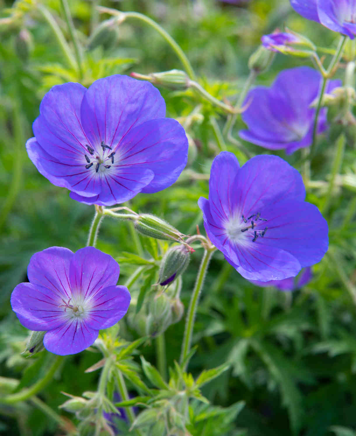 The Blue Border Perennial Collection - 2l Garden Ready Pots. | Set-of-12 | Blue