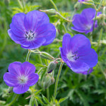 The Blue Border Perennial Collection - 2l Garden Ready Pots. | Set-of-6 | Blue
