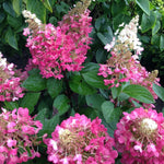 Thompson & Morgan Hydrangea Paniculata Candlelight 9cm Pot X 1