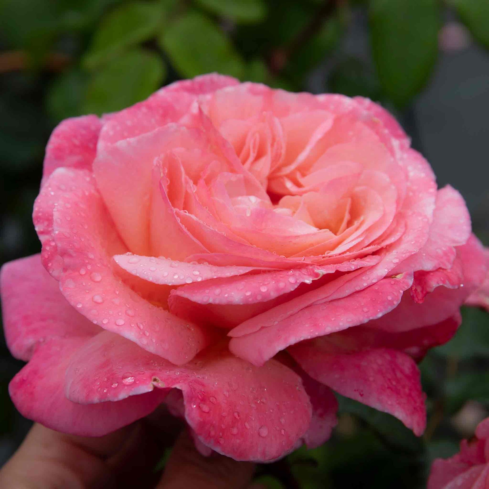 Rose 'sweet Romantica' - Hybrid Tea | 1 x Bare Root | Pink