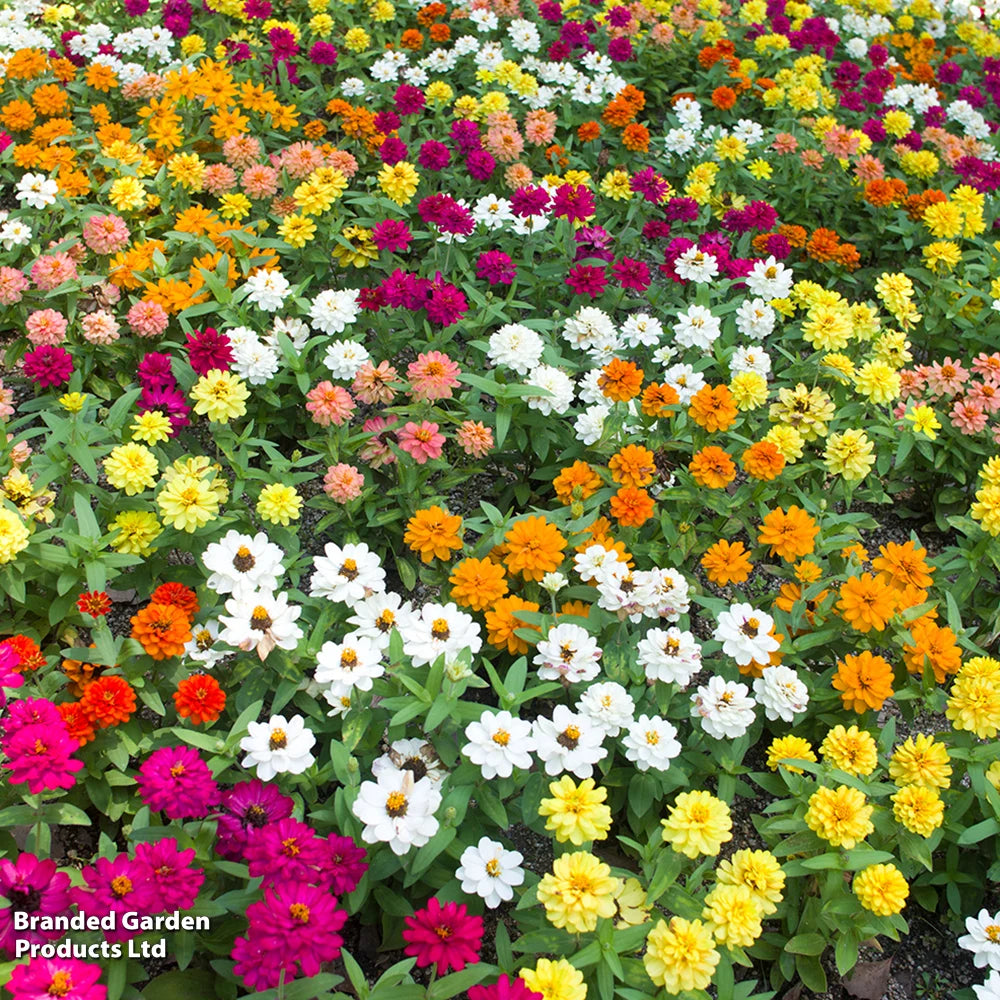 Zinnia 'profusion Mixed' - Garden Ready Plants | 12 x Garden Ready Plants
