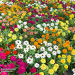 Zinnia 'profusion Mixed' - Garden Ready Plants | 24 x Garden Ready Plants