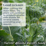 Broccoli 'marathon' Plant | 6 x 9cm | Green