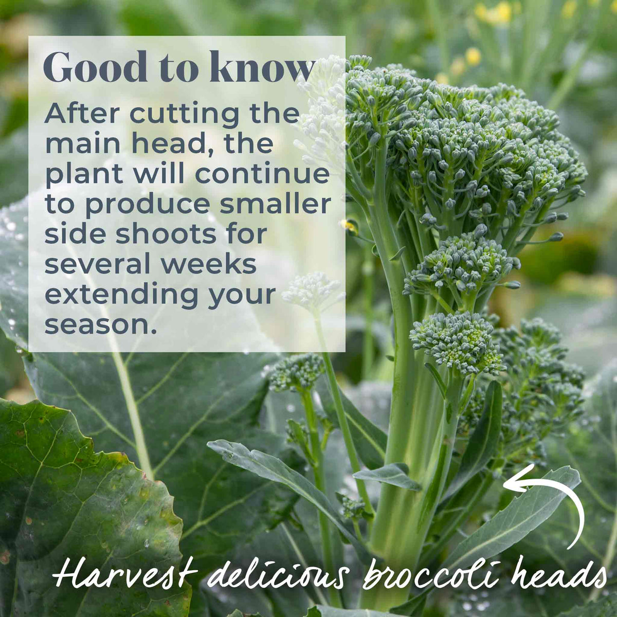 Broccoli 'marathon' Plant | 6 x 9cm | Green