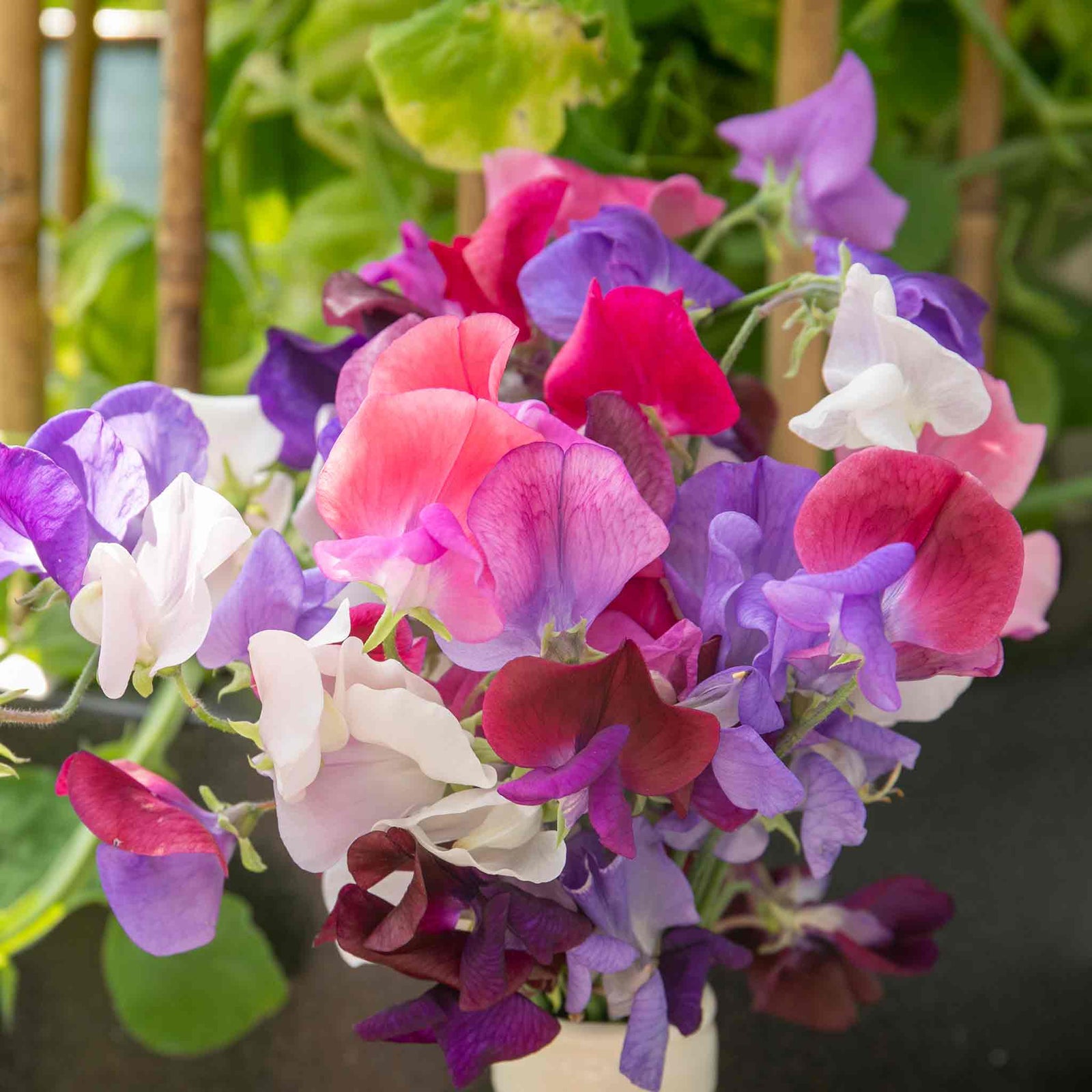 Sweet Pea 'flower Arranger's Blend' Scented Pastel Mix Seeds | 50 Seeds