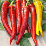 Chilli Flavour Collection Hot, Mild And Smoky | 6 x Jumbo Plugs | Multi