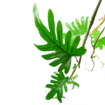 100cm Artificial Hanging Trailing Philodendron Small  Plant