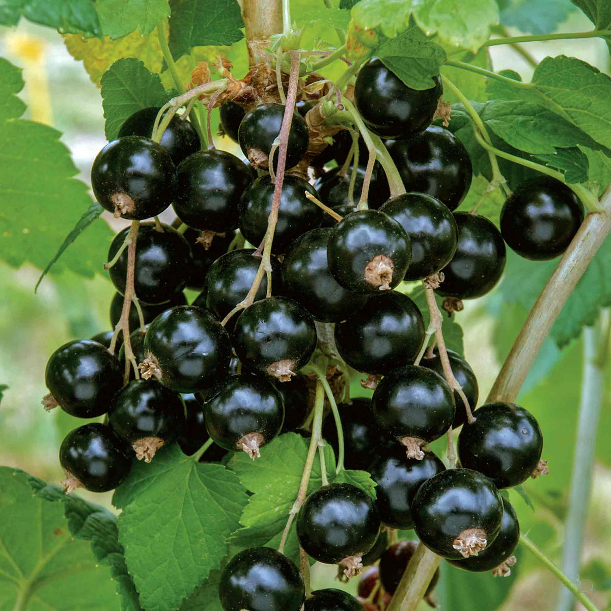 Blackcurrant 'ebony' Plant Bare Root | Set of 1 | Multi