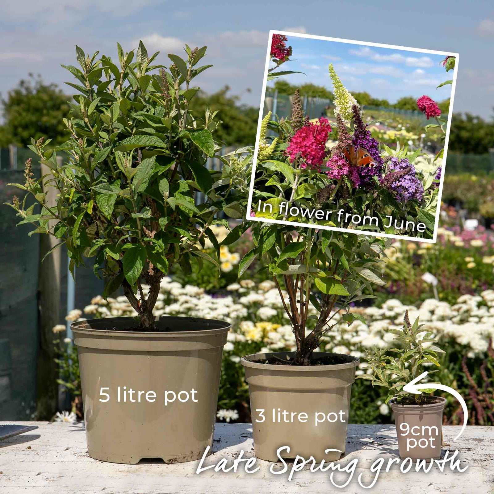 Buddleja 'butterfly Candy Little Pink' (dwarf) | 1 x 3L | Pink