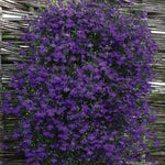 Trailing Lobelia Monsoon Sapphire Blue Flowers Garden Ready Plants | 24 x Garden Ready Plants
