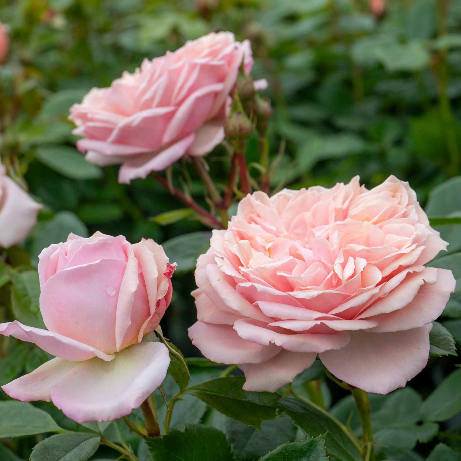 Rose 'joie Du Vivre' Floribunda - Rose Of The Year 2011 | 1 x Bare Root | Pink