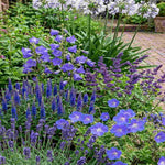 The Blue Border Perennial Collection - 2l Garden Ready Pots. | Set of 18 | Blue
