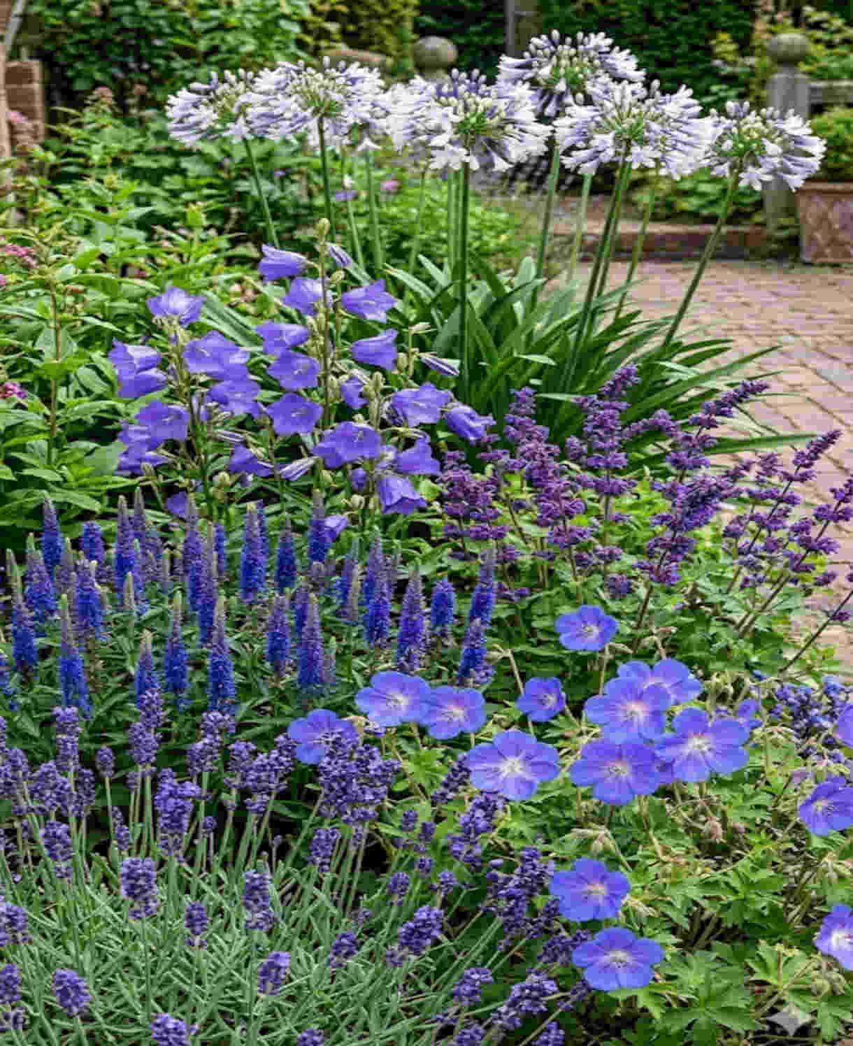 The Blue Border Perennial Collection - 2l Garden Ready Pots. | Set-of-12 | Blue