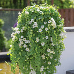 Lofos 'compact White' Trailing Bedding Plug Plants | Set of 12 | White