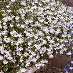 Lobelia 'waterfall White Sparkle' Seed-raised Trailing White Bedding | 12 x Jumbo Plugs | White