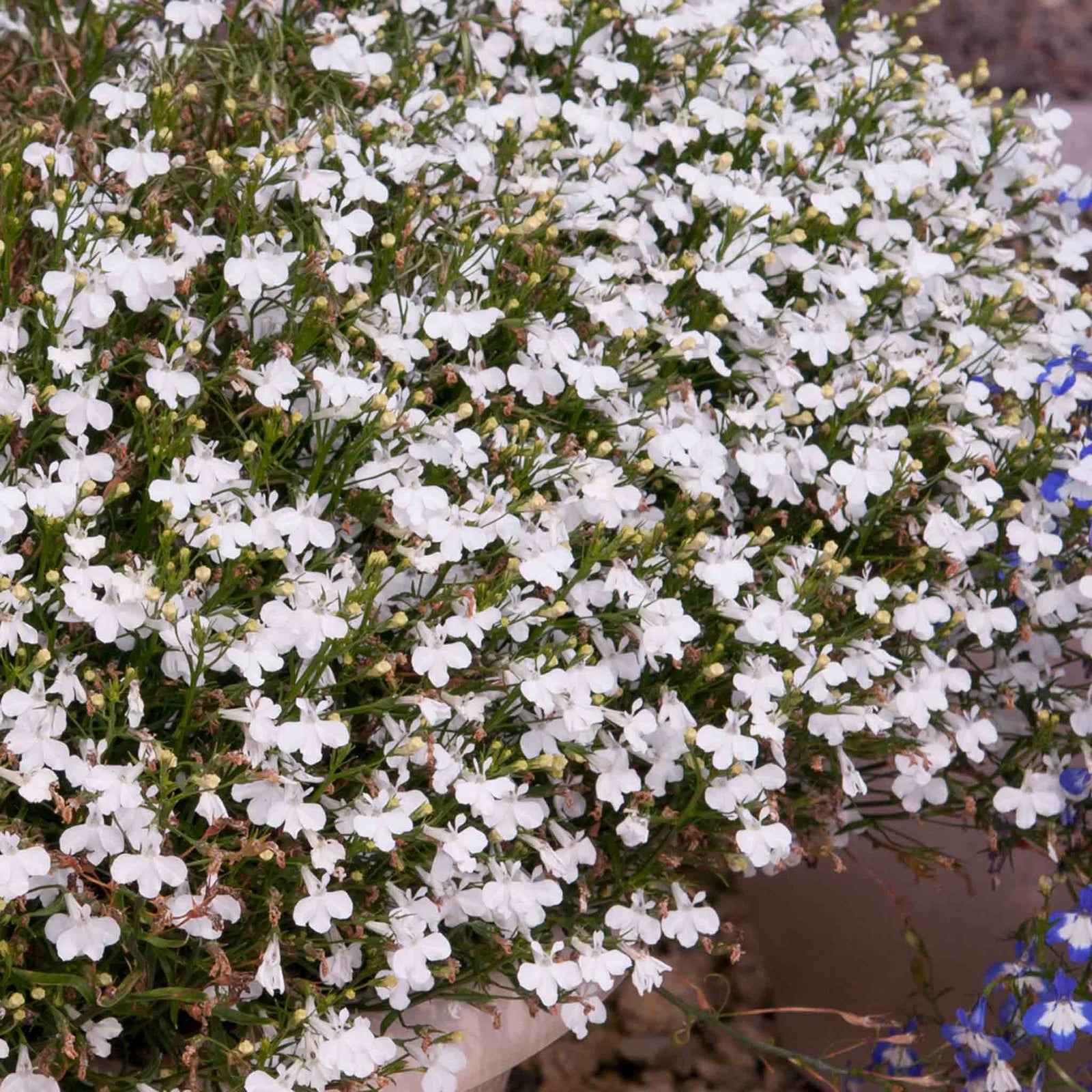 Lobelia 'waterfall White Sparkle' Seed-raised Trailing White Bedding | 12 x Jumbo Plugs | White