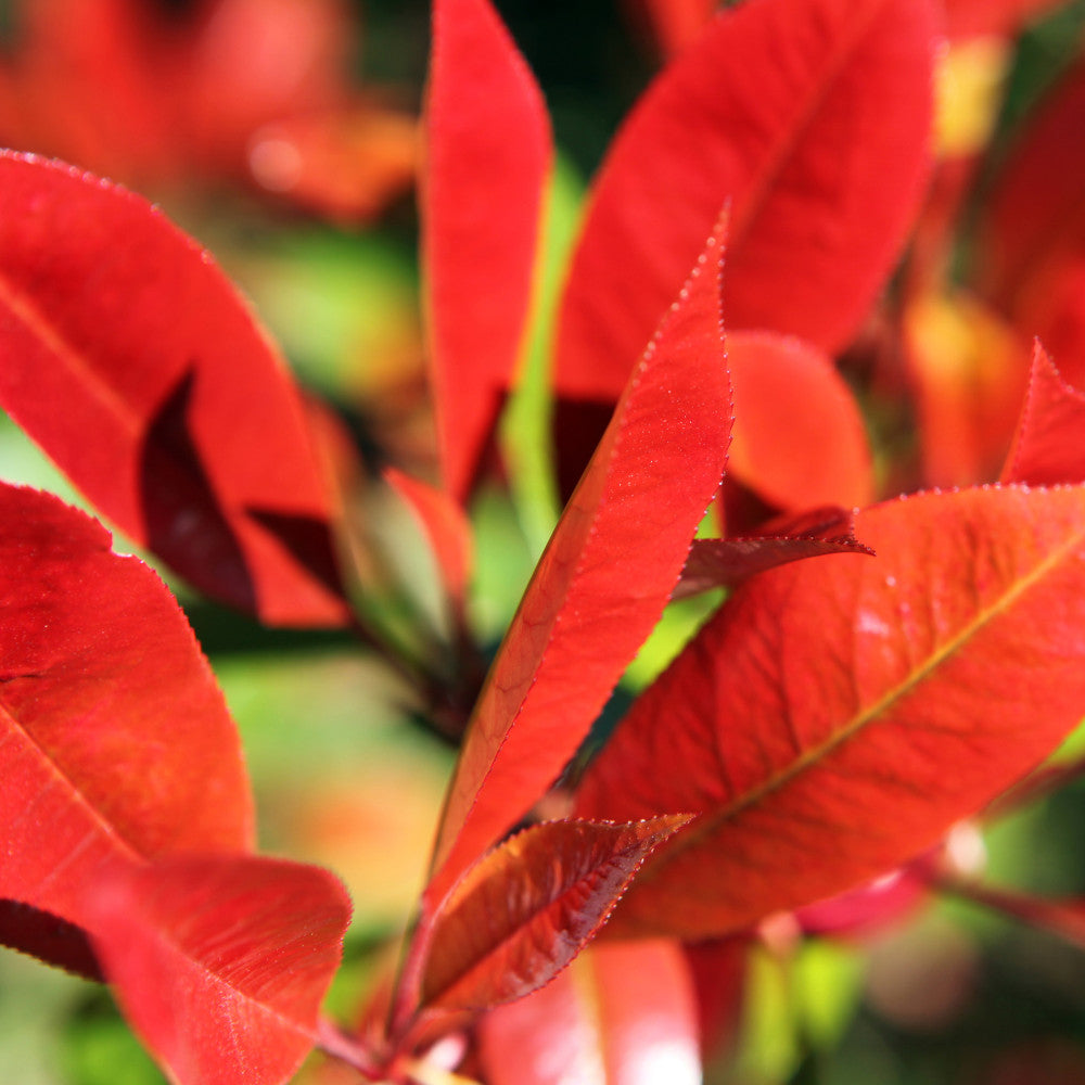 Photinia Red Robin - Evergreen Shrub With Vibrant Foliage 1 X 9cm Pot