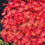 Lewisia 'sunset Glow' Compact Evergreen Perennial | 6 x Jumbo Plugs | Multi