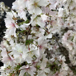 Prunus (ornamental) Cherry Kojo-no-mai 9cm Pot | Set of 2