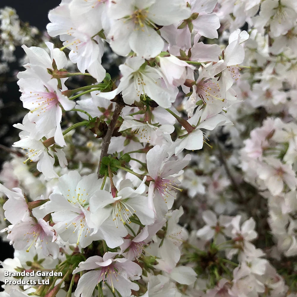 Prunus (ornamental) Cherry Kojo-no-mai 9cm Pot | Set of 2